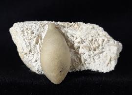 Sonstige - Seeigel - Stachel eines Tylocidaris baltica (SCHLÜTER 1892)